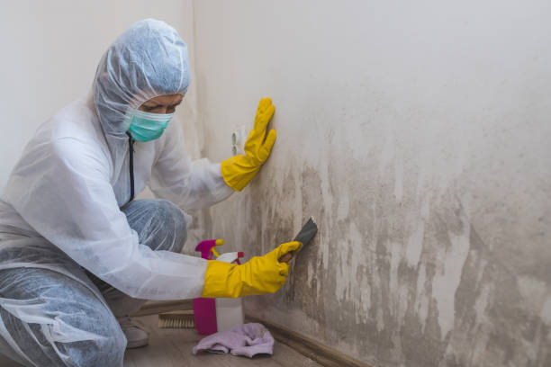 Best Professional Mold Removal  in Chadron, NE