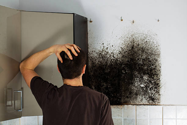 Best Mold Cleaning Services  in Chadron, NE